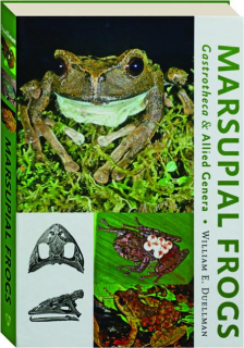 MARSUPIAL FROGS: Gastrotheca & Allied Genera