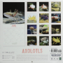 2025 AXOLOTLS CALENDAR - Thumb 2