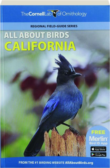 Steller's Jay Identification, All About Birds, Cornell Lab of Ornithology